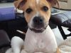 Paws of Love Pet Sitting