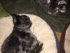Paws of Love Pet Sitting