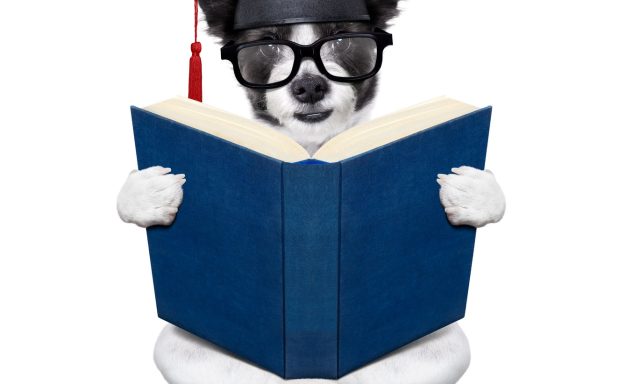 Pets Playground Pet Grooming School