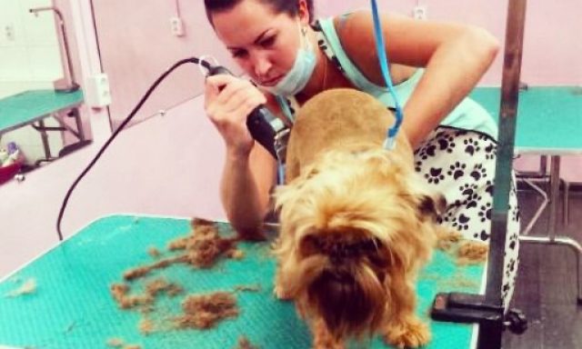 Siberian Pet Care