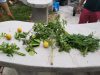 The Fruitful Field