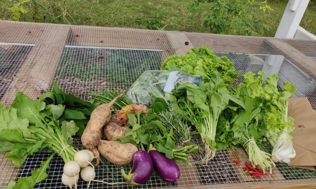 The Fruitful Field