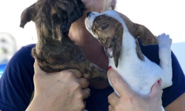 United Dog Rescue