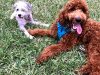 Windmill Dog Park