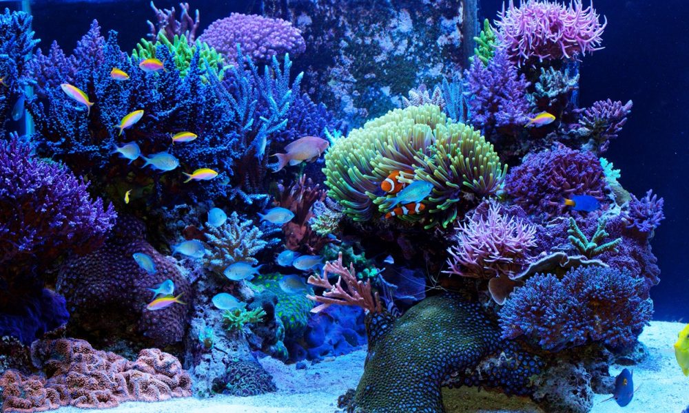 Champion Aquariums