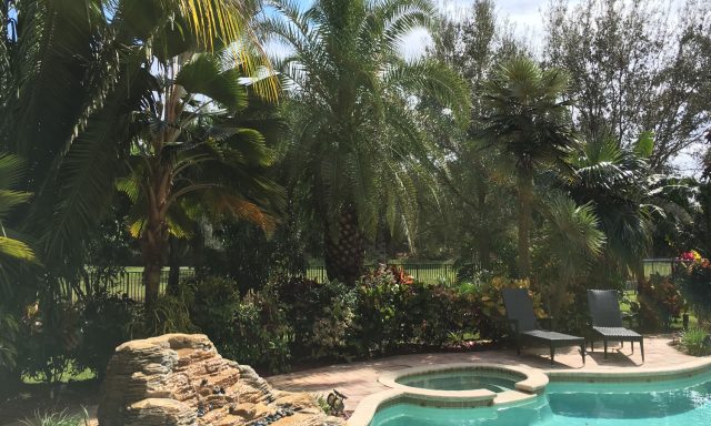 Palm Tree Doctor