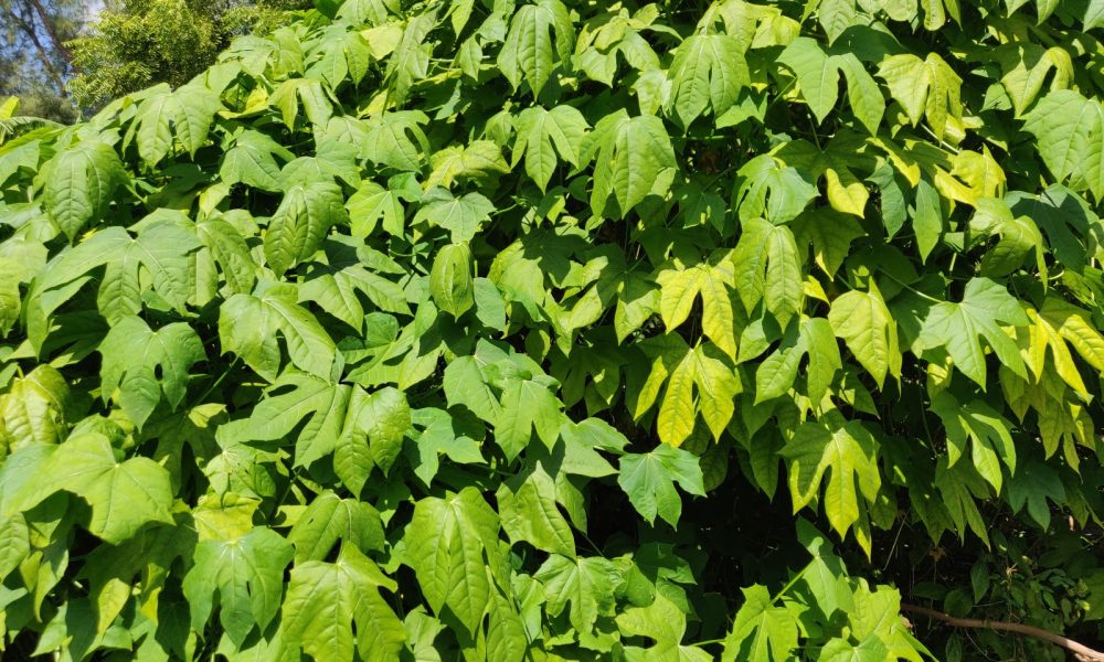 The Fruitful Field