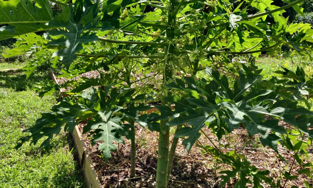 The Fruitful Field