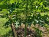 The Fruitful Field
