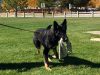 Advanced K9 Academy