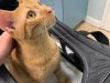 All Aboard Animal Hospital