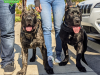 AlphA and Omega Dog Training - Fort Lauderdale