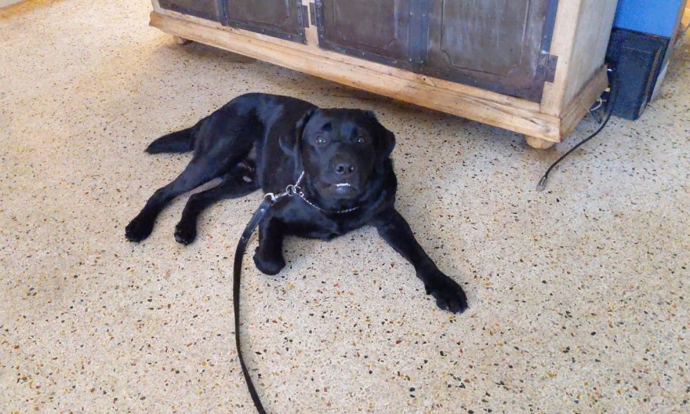 AlphA and Omega Dog Training - Fort Lauderdale