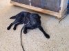 AlphA and Omega Dog Training - Fort Lauderdale