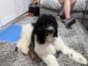 AlphA and Omega Dog Training - Fort Lauderdale