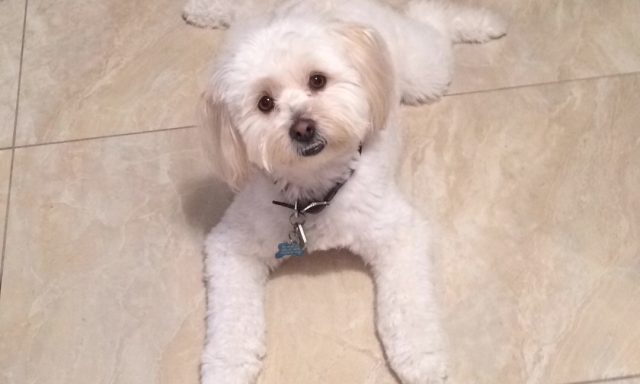 Atlantic Doggery Inc