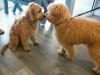 Bayview Animal Hospital