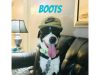 Blue Waters Dog Rescue