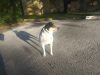 Crystal Lake Animal Hospital