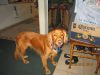 Crystal Lake Animal Hospital