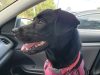 Everglades Angels Dog Rescue