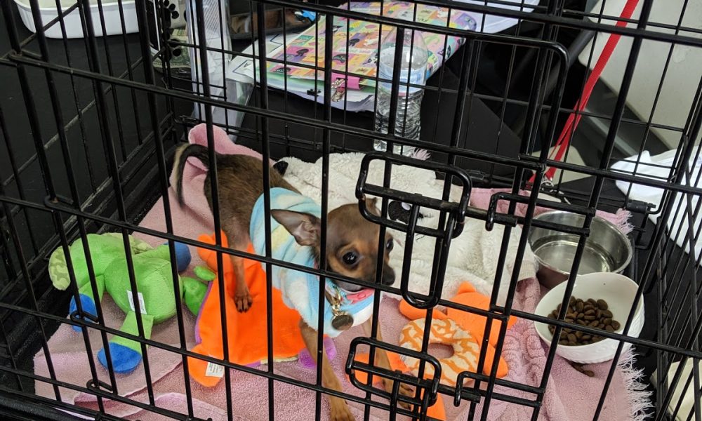 Everglades Angels Dog Rescue