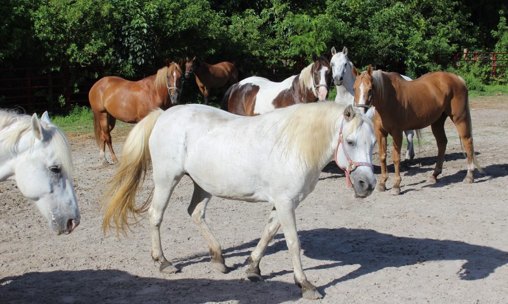 F.R.I.E.N.D.S. Horse Rescue and Sanctuary