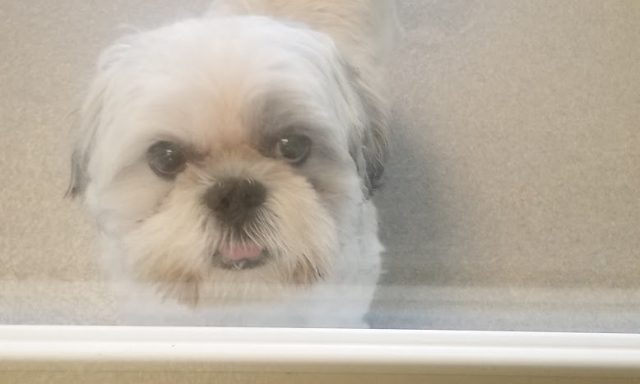 Florida Humane Society