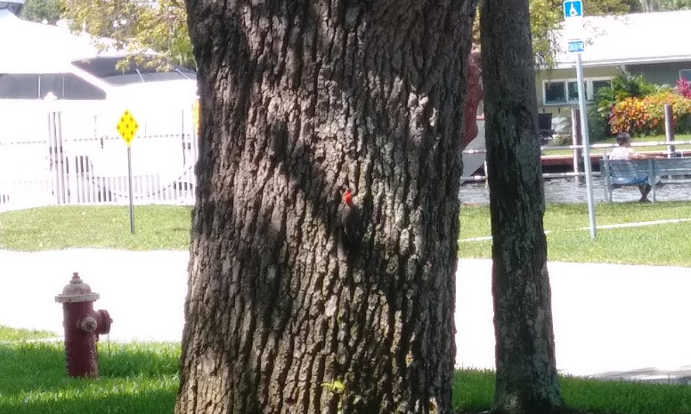Indian Mound Park