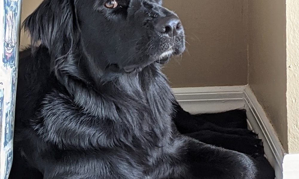 Labrador Retriever Rescue of Florida, Inc.