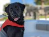 Labrador Retriever Rescue of Florida, Inc.