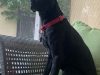 Labrador Retriever Rescue of Florida, Inc.