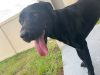 Labrador Retriever Rescue of Florida, Inc.