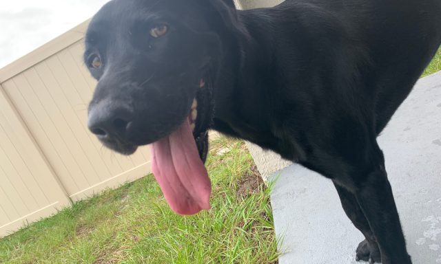 Labrador Retriever Rescue of Florida, Inc.