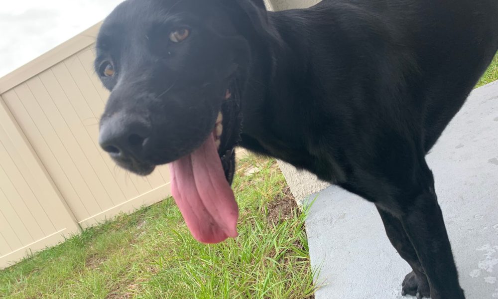 Labrador Retriever Rescue of Florida, Inc.