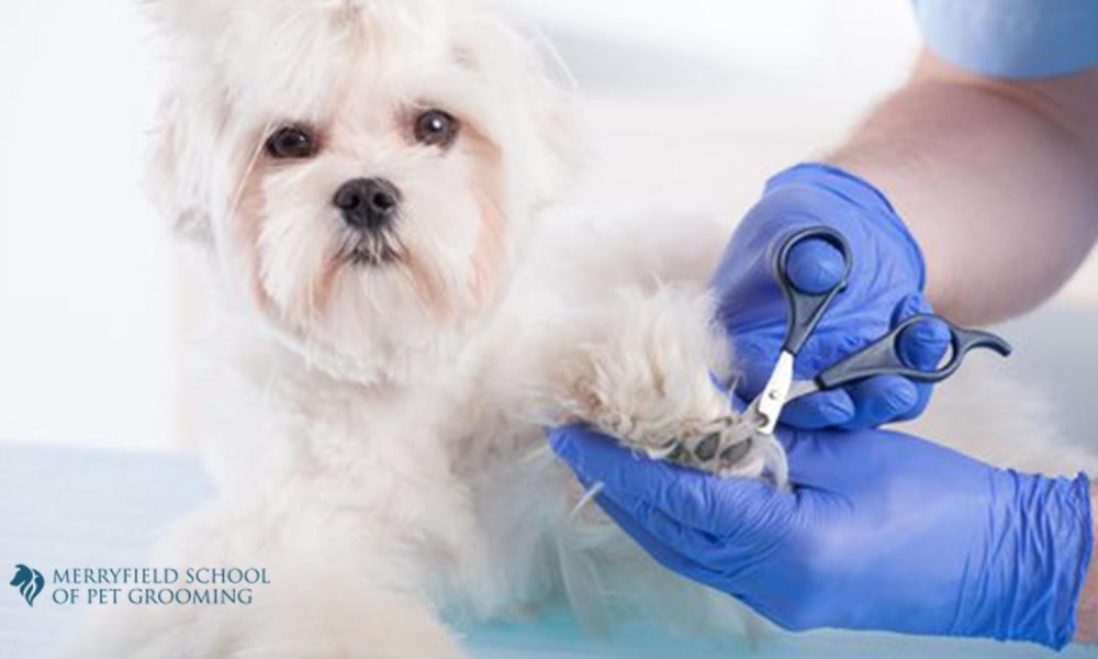 Merryfield School of Pet Grooming