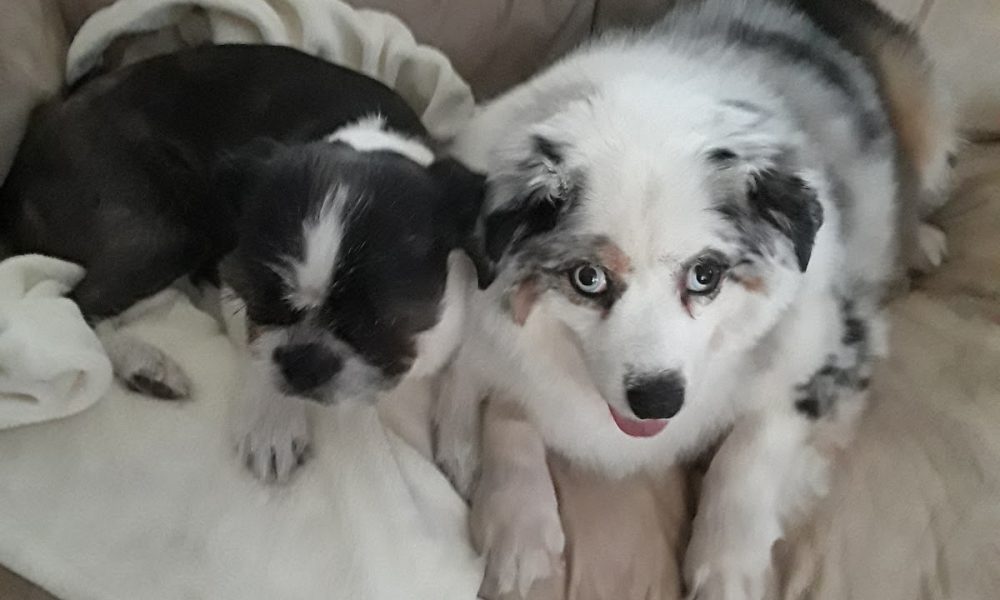 Milos Dog Rescue of South Florida, Inc.