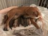 Milos Dog Rescue of South Florida, Inc.
