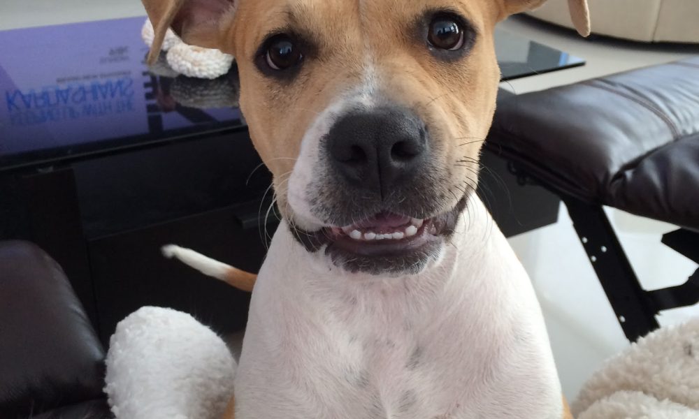 Paws of Love Pet Sitting