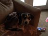 Paws of Love Pet Sitting