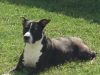 Paws of Love Pet Sitting