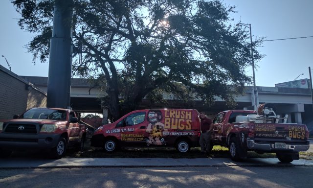 Pest & Termite Control Fort Lauderdale | Crush Bugs