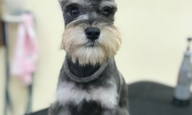 Pet Haven