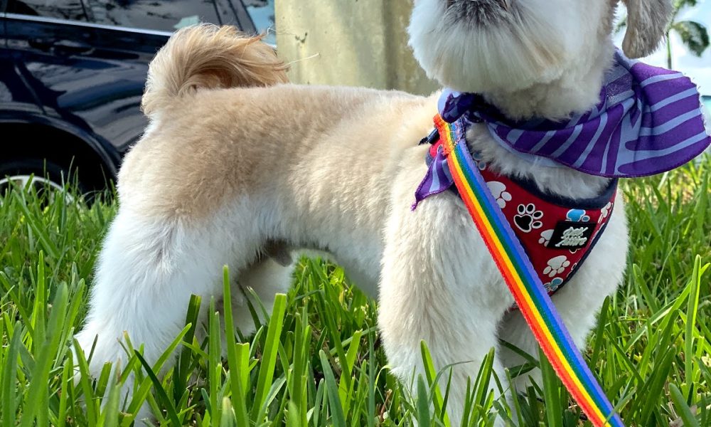 Petco Dog Grooming