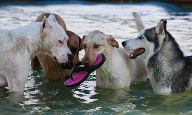 Pompano Pet Lodge