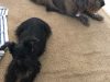 Summers Animal Hospital