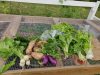 The Fruitful Field