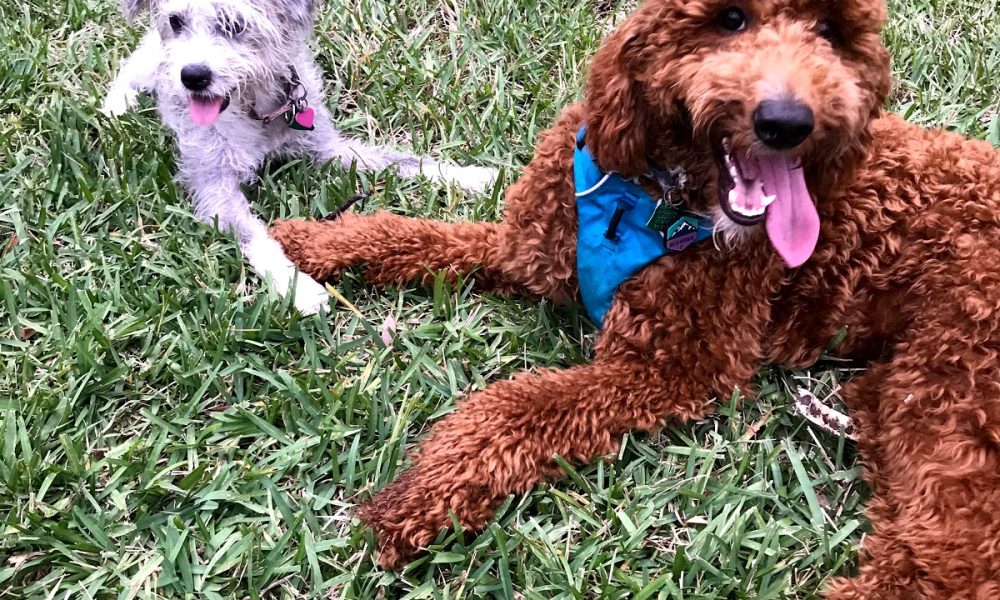 Windmill Dog Park