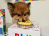 Woof Gang Bakery and Grooming Pompano Beach